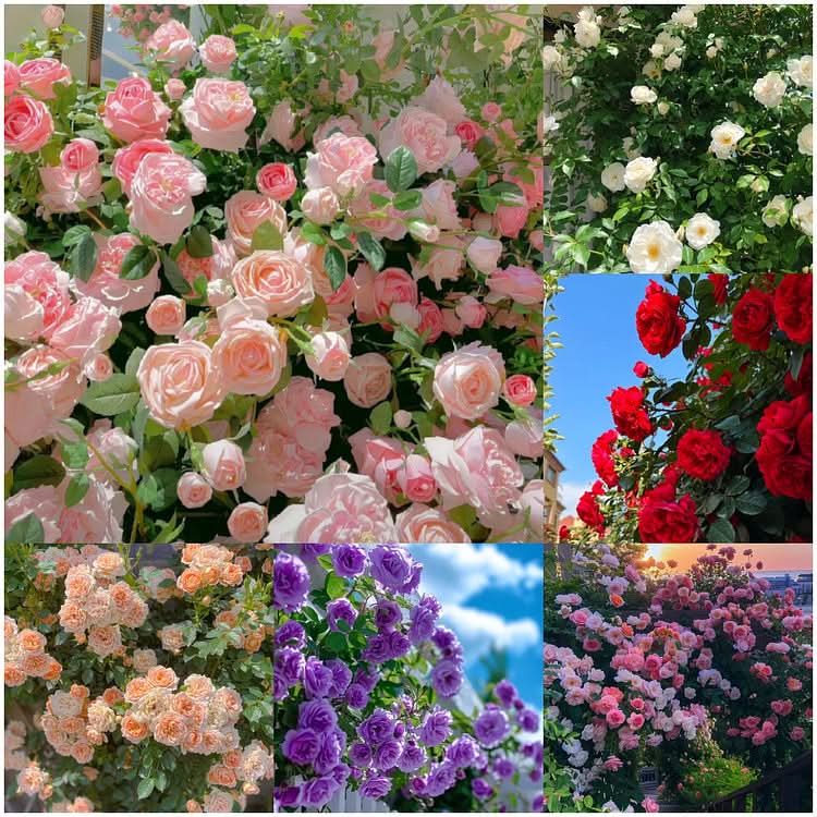 Climbing Rose Flower Seeds, Pack of 130